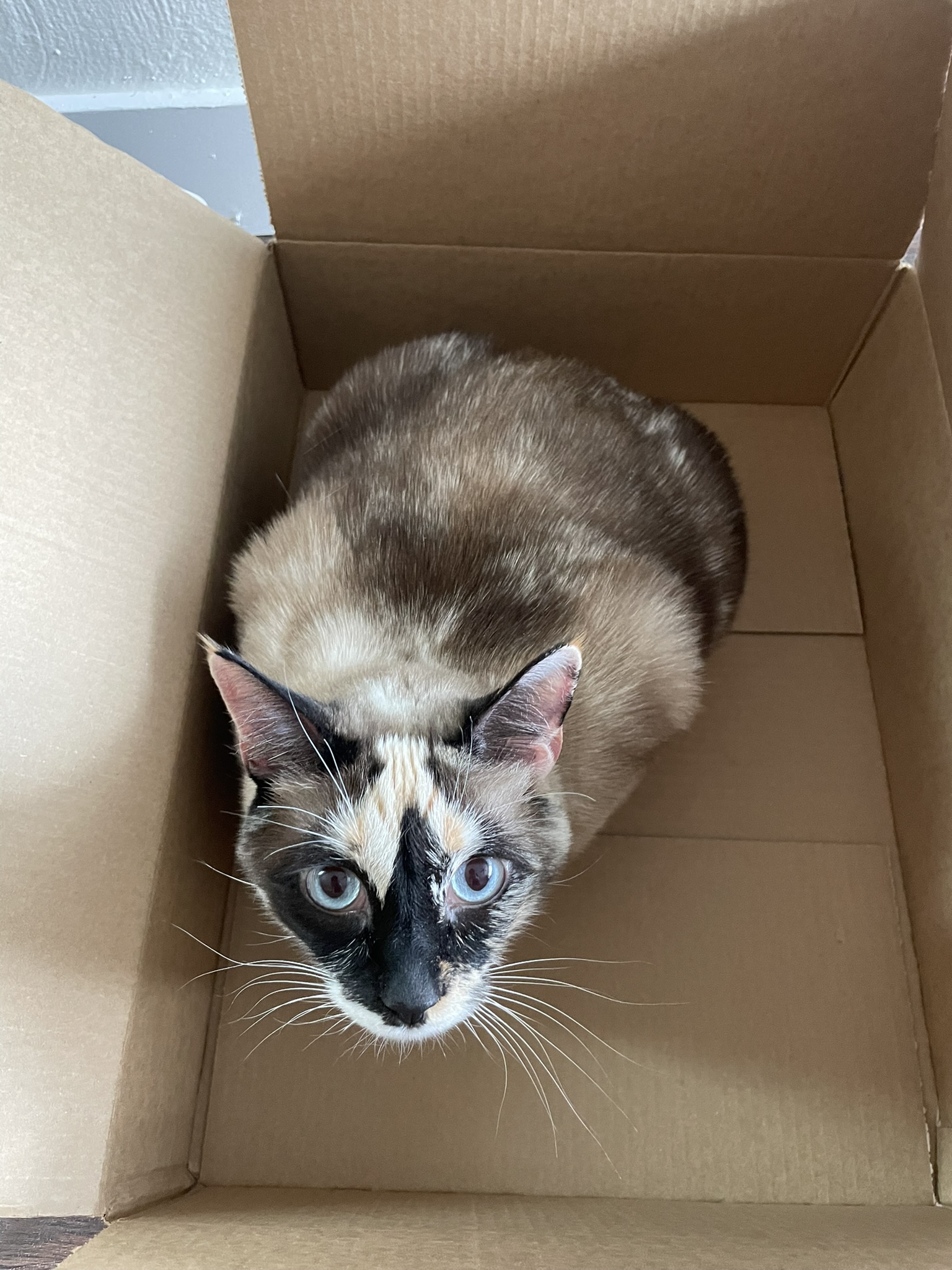 A seal-point calico cat sitting in a cardboard box.